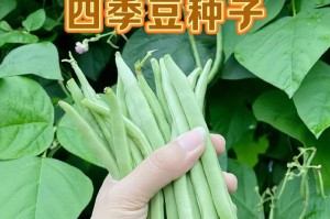 四季豆的最佳品种（从产量、口感、病虫害抗性角度分析）