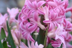 风信子的养护和寿命（如何让风信子开花更久？——风信子的养护技巧）