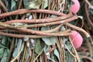 探究鸡骨藤和鸡骨草的不同（认识它们的特点与应用）