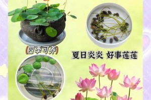 为什么家里不能养碗莲？（对家庭健康的影响及种植难度分析）