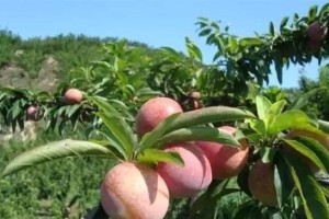 李子树肥料施用指南（选择合适的肥料，让李子树茁壮成长）