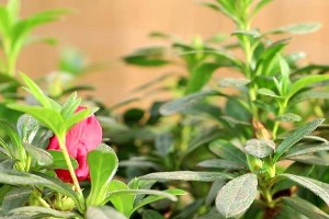 以山竹怎么浇花为主题写的文章（山竹浇花的方法及注意事项）