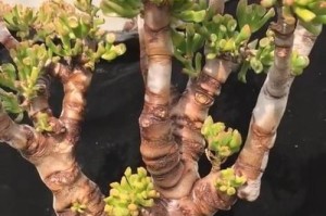 马蹄红有毒吗？它适合放在室内养吗？