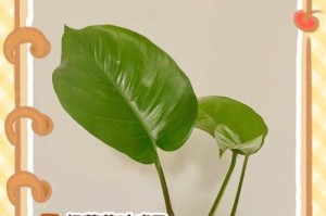 蔓绿绒叶子发黄的原因及处理方法