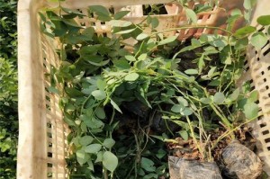 蔷薇剪枝技巧及查活方法（轻松学会蔷薇剪枝，提升观赏价值）