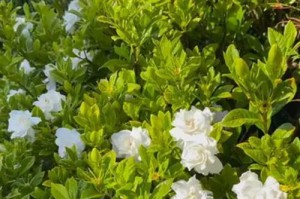 如何正确养护新鲜盆栽的栀子花？（栀子花养护全攻略，助你打造花园中的瑰丽角落）