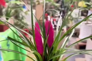 铁兰的种植与养护（打造繁茂的铁兰花园，土壤是关键）