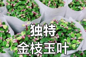 如何成功栽培金技玉叶（金技玉叶栽培方法及关键技巧）