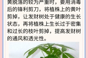 如何控制发财树的生长？（让你的发财树保持理想高度）