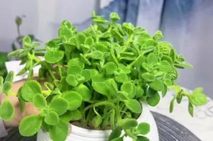 碰碰香叶子的清洗方法（让碰碰香叶子更加清新和洁净的小窍门）