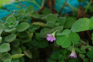 探秘金毛掌的开花之谜（金毛掌开花样子、开花时间、开花原理等详解）