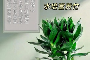 《如何正确修剪以观音竹》（保持以观音竹健康生长的技巧与注意事项）