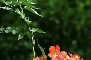 探秘令人惊叹的凌霄花（一朵花，千般奇妙）