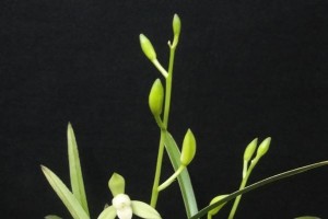 铁骨素的开花频率（探究铁骨素一年开几次花的原因和方法）