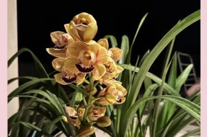 球兰花谢了怎么办？（养殖方法、判断死亡、处理方式等问题全解析）