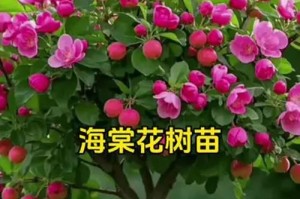 重瓣四季海棠的繁殖技巧（掌握繁殖技巧，打造美丽的四季花园）