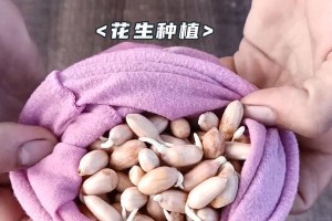 花生种植月份选择指南（花生种植时间表及栽培技巧）