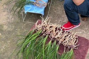 兰花分盆技巧详解（什么时候分盆最合适容易成活，从盆土、水分、肥料等方面讲解）