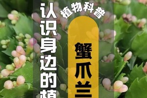 谢爪兰栽培指南（室内养护技巧，让你家谢爪兰长盛不衰）