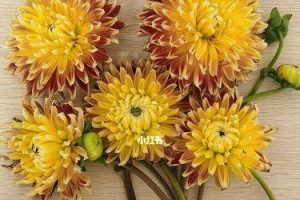 让大丽花怒放的秘诀——鲜切大丽花的醒花方法（轻松掌握，让美丽绽放）
