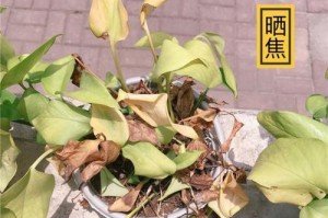 绿萝濒临死亡的原因及抢救方法（如何拯救一颗濒死的绿萝）