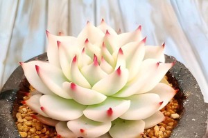 多肉吉娃娃（探索多肉吉娃娃的养殖方法与美丽魅力）