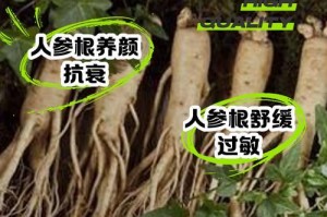 如何处理人参榕烂根问题（有效措施帮助修复植物健康）