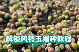 风铃草种植指南（轻松种植，打造美丽庭院）