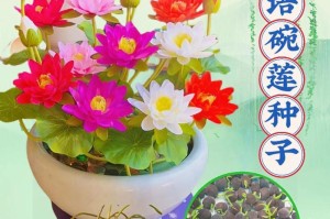 以碗莲种子怎么种——培育美丽的水生花卉（种植方法、养护技巧和花期管理）