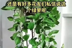 绿萝只剩一根，如何挽救？（保护绿萝，从一根开始）