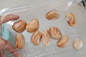 树菠萝种子的营养价值和食用方法（蕴含丰富营养元素，健康美味两不误）
