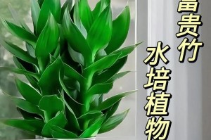观音竹的养殖技巧（让你的观音竹更旺盛）