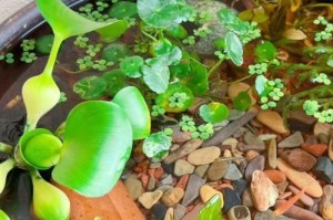 冬天养护水葫芦的秘诀（室内环境调节是关键）