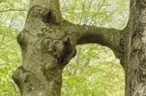如何判断一根是不是烂根？（烂根的特征及鉴别方法）