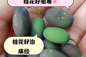 桂花树种子的食用价值探析（营养丰富，可作调味佳品）