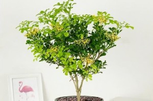 米兰种植要选择深盆还是浅盆？（盆栽米兰的成长需要哪种盆？）