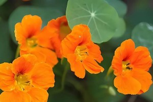 旱金莲开花的浇水技巧（掌握关键时机，科学浇水让旱金莲绽放出美丽）