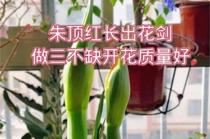 朱顶红茎过长的处理方法（朱顶红茎修剪技巧与注意事项）